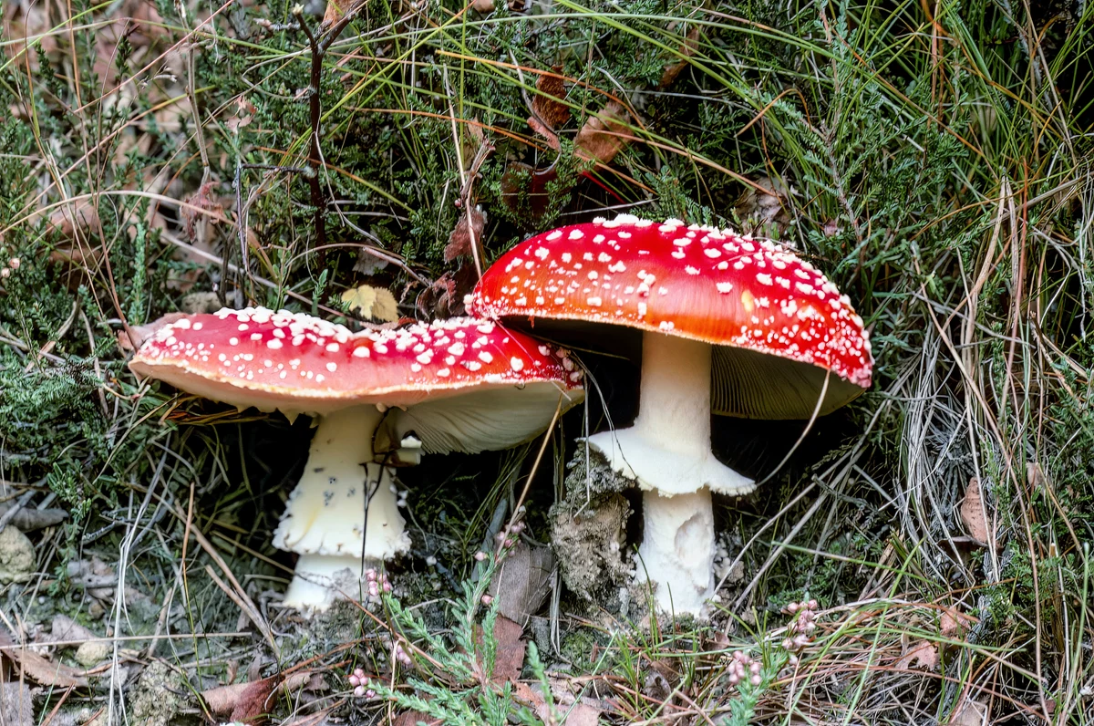 after image | photo slide example | mushrooms faded