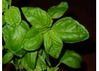 Sweet Chen Basil