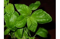 Sweet Chen Basil