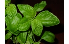 Sweet Chen Basil