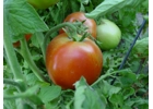 Farmsweet Tomato