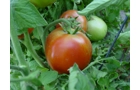 Farmsweet Tomato