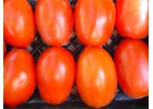 Korena’s Roma  Tomato