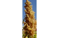 Quinoa