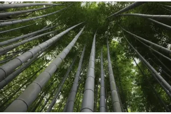 BAMBOO - AN AMAZING MATERIA;L
