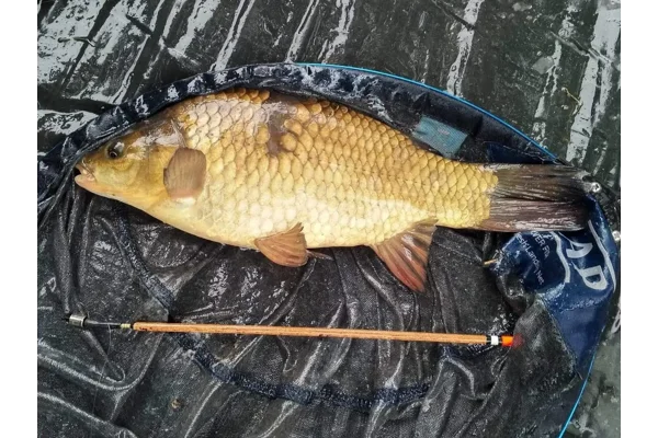 Learn about Waggler floats