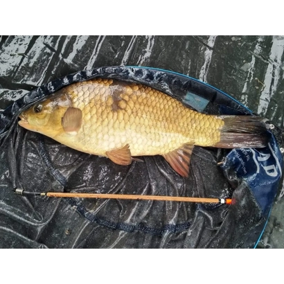 Learn about Waggler floats