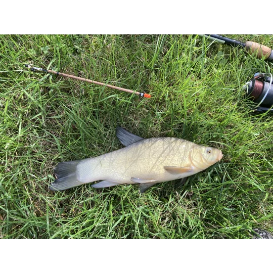 Waggler - Balsa