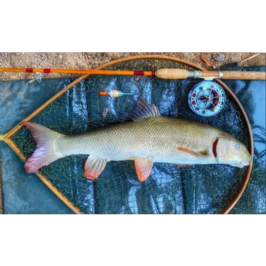 Barbel caught using a handmade cork-bodied fishing float, with a traditional split cane rod and centrepin reel