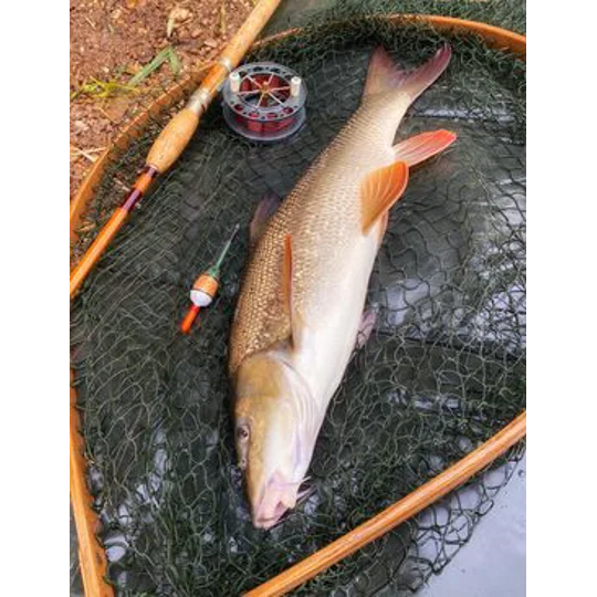 Handcrafted cork barbel float for river trotting with meat, pellets or prawns