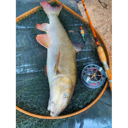 River barbel caught on an Ian Lewis handmade cork float, photographed beside a split cane fishing rod