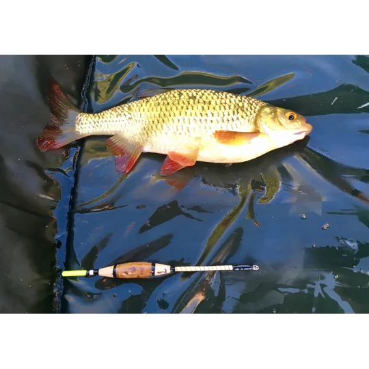 Rudd caught using a handmade Signature Avon river fishing float