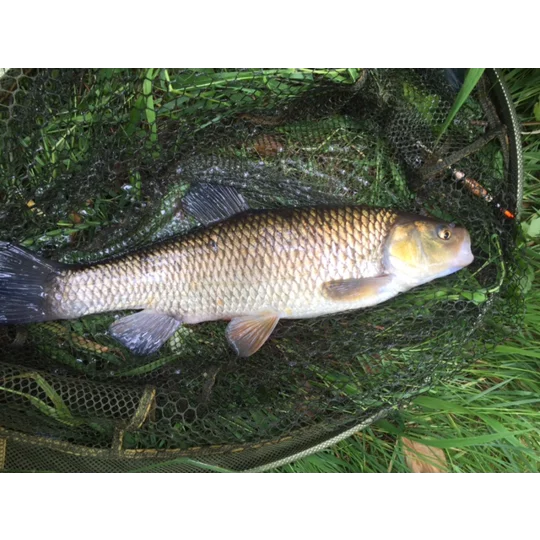 Chub caught using a handmade Signature Avon float for river fishing.