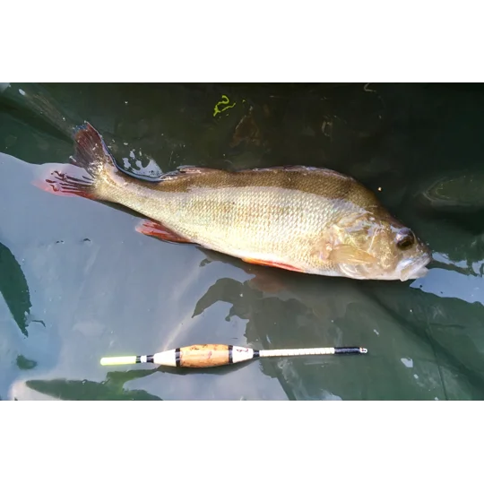 Perch caught using a handmade Signature Avon river float