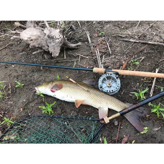 Barbel in landing net caught using Avon float in fast flowing river