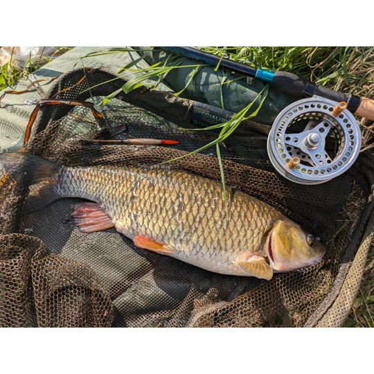 Chub in landing net caught using handmade Avon trotting float on a UK river