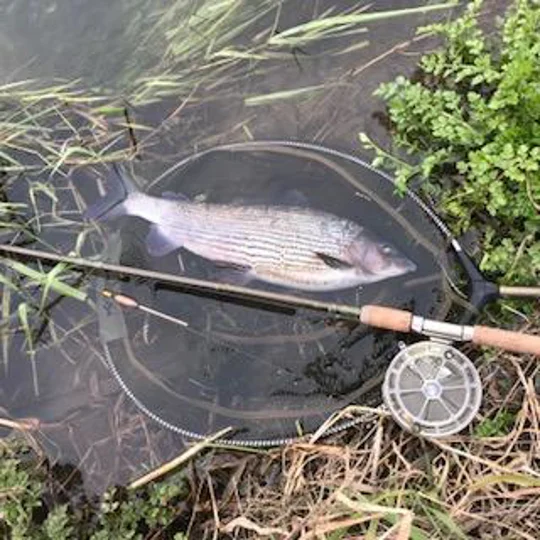 Classic river fishing tackle with Avon float, centrepin reel and bamboo cane rod