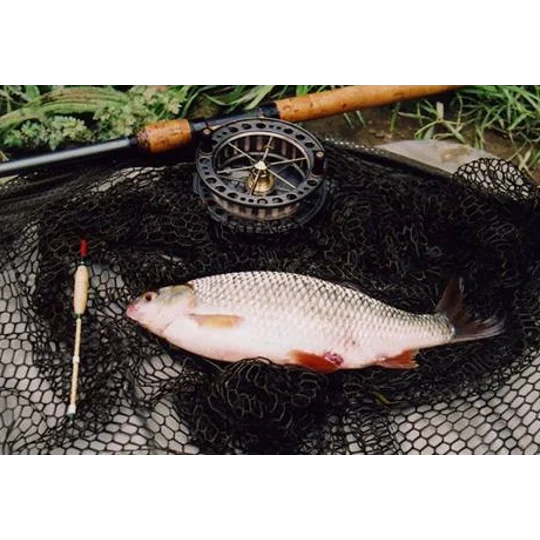 Roach caught on Avon trotting float during river fishing session UK