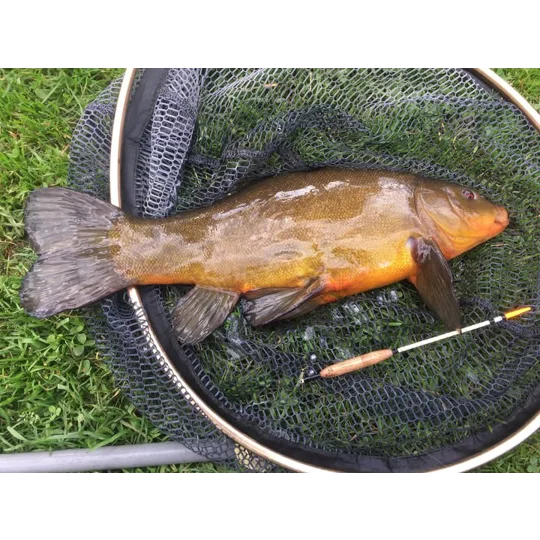 Bodied Waggler