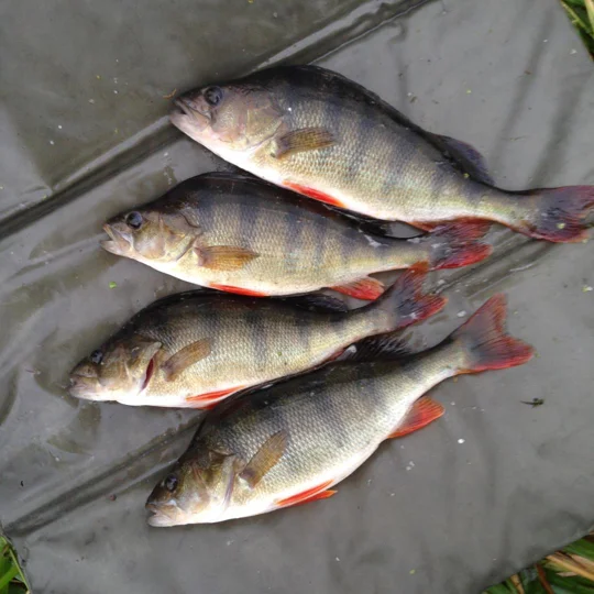 Perch Bob balsa