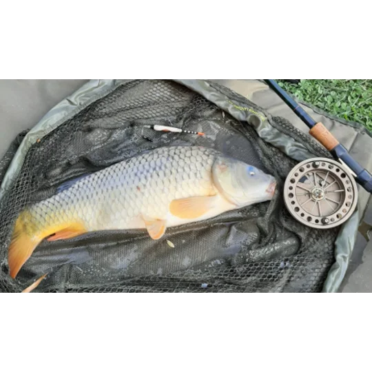 Carp caught using a handmade Carp Margin Dart 5BB margin fishing float during shallow water carp fishing