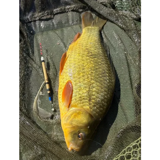 crucian carp caught using an Ian Lewis crucain bristle tip float