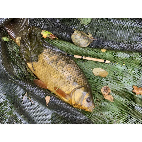 Crucian carp caught using a handmade sarkanda reed fishing float