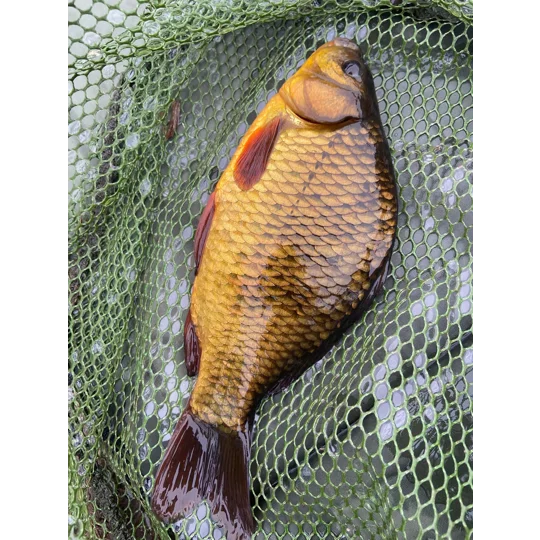 specimen Crucian carp caught using the lift method with sensitive reed floats