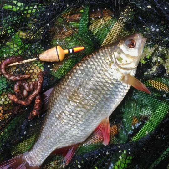 Perch bob cork