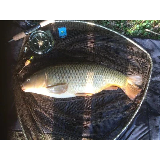 Perch bob cork