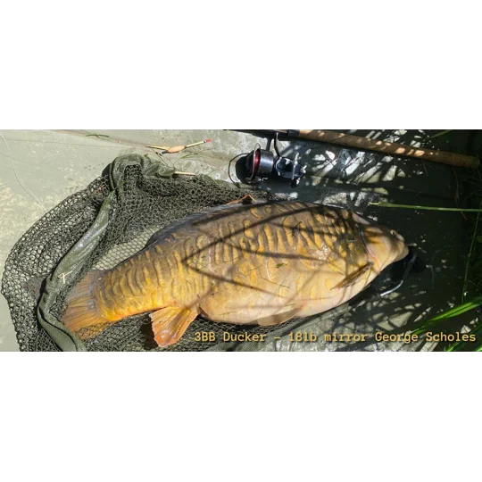 Large 18 lb mirror carp landed using a 3BB handmade Ducker fishing float