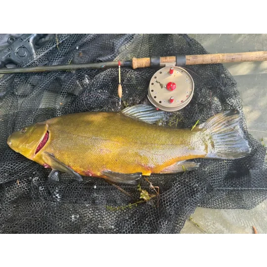 Large tench caught using a 3BB handmade Ducker float and traditional centrepin reel.