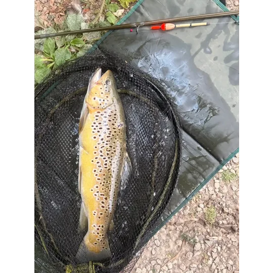 Perch bob inline slider