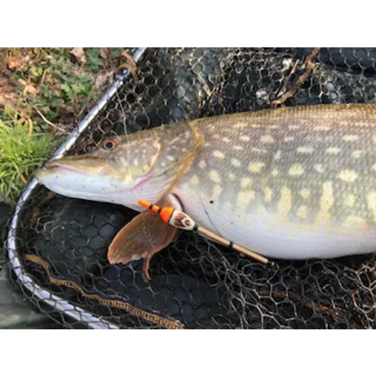 close up of 30lb pike caught using an Ian Lewis inline perch bob slider, Caught by Ian Miller, guided by John Bailey
