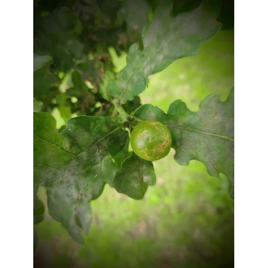 oak gall growing on an oak tree with leaves