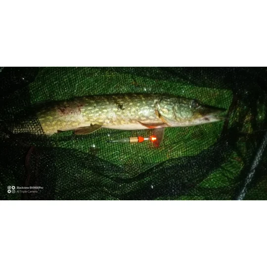 Pike pencil