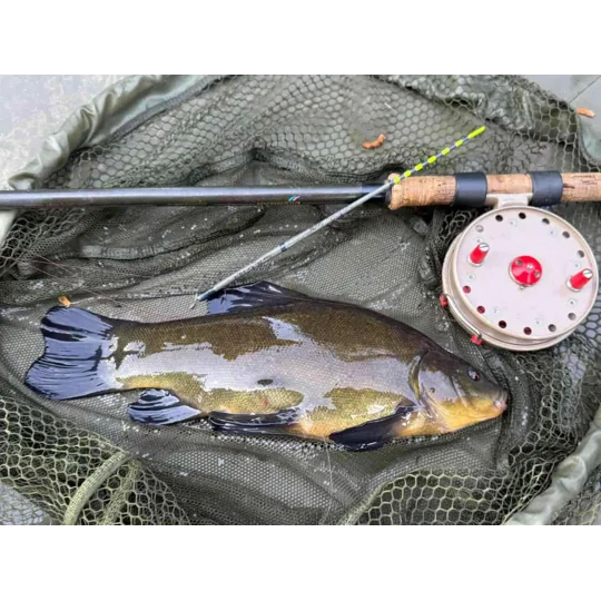 Tench caught on the lift method using a 10-inch handmade Goose Quill Tench Lifter float and centrepin reel