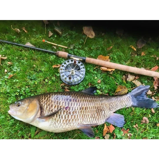 Chub caught float fishing with handmade sarkanda waggler and traditional center pin reel