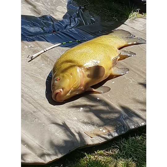 Quill tench lifter