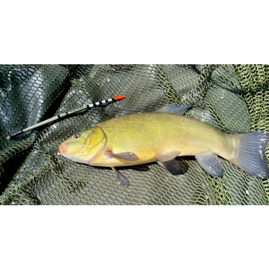 Quill tench lifter