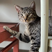 Fuzzy Pet Paw-trait Art | Fuzzy Felt Pets