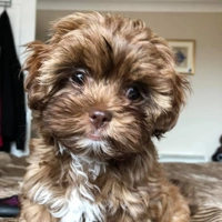 Fuzzy Pet Paw-trait Art | Fuzzy Felt Pets