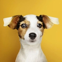 Fuzzy Pet Paw-trait Art | Fuzzy Felt Pets