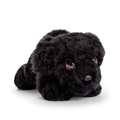 Cuddly Cockerpoo Puppy