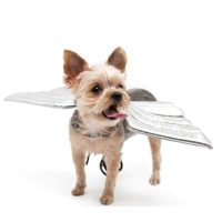 Doggie Angel Wings