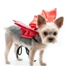 Doggie Dragon Wings Doggie Dragon Wings