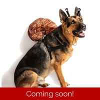 Snail Headband and Shell Costume