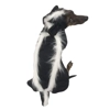 Skunk Skunk