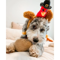 Pilgrim Turkey Headband