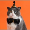 Wizard Cat Hat and Collar Set Wizard Cat Hat and Collar Set